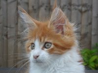 Red Tabby High White 2a